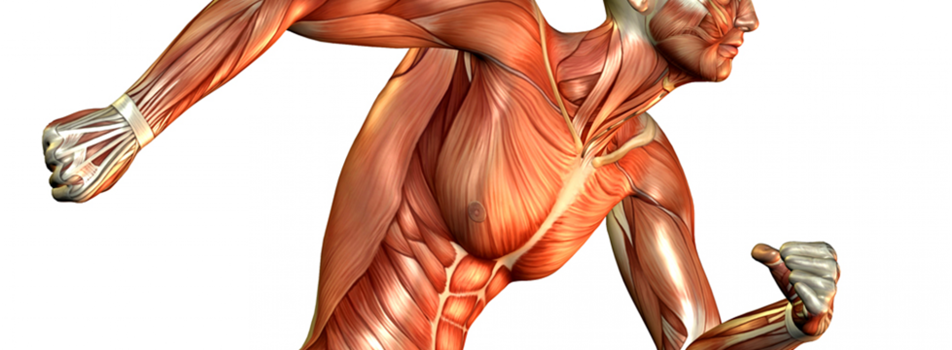 اثرات تمرینات محدودیت جریان خون (کاتسو) بر سیستم عضلانی